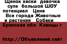 Щенок хаски, девочка супе, большой ШОУ потенциал › Цена ­ 50 000 - Все города Животные и растения » Собаки   . Брянская обл.,Клинцы г.